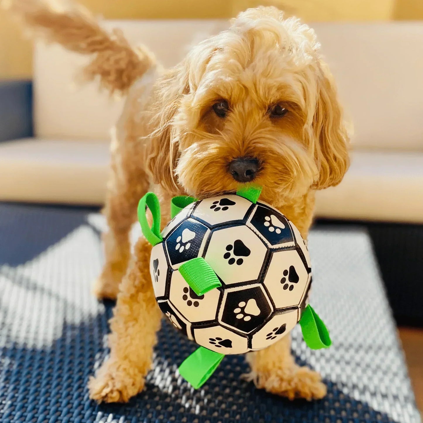 Dog Soccer Ball